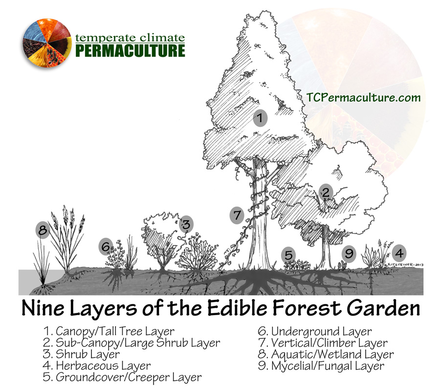 Forest_Garden_TCP