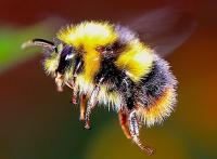 Hommel