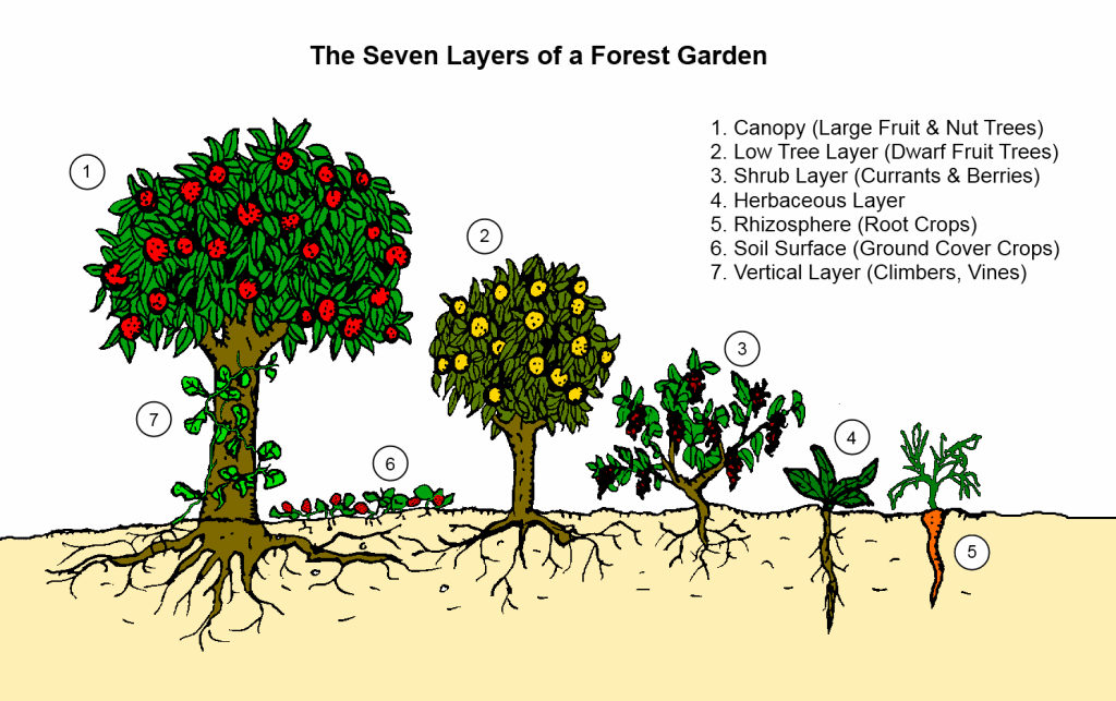 09-the-seven-layers-of-a-forest-garden